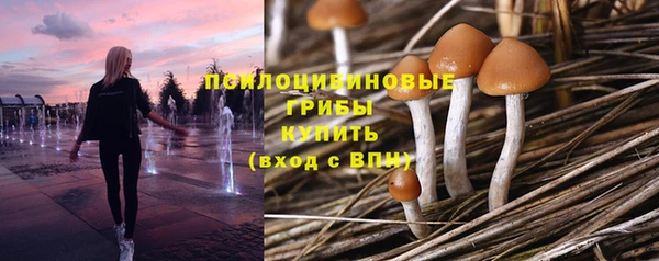 индика Богданович